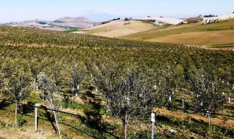 Finanziaria della Regione, ecco tutte le misure per l’agricoltura siciliana